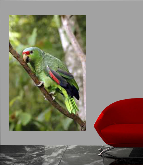 Parrot I Glossy Poster Installed
