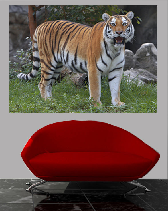 Tiger Portrait Glossy Poster Installed