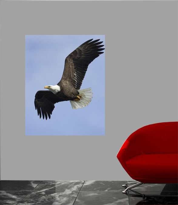 Soaring Eagle Wall Decal Poster Installed