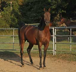 Corraled Horse Posing Wall Decal Poster