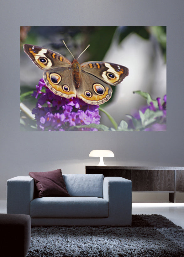 Spotted Butterfly Wall Decal Poster Installed