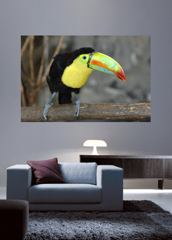 Toucan Wall Decal Poster Installed