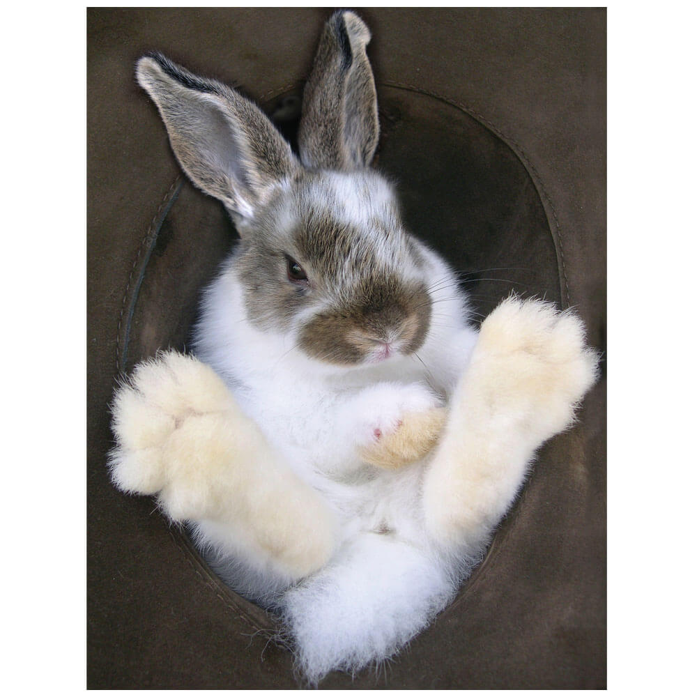 Bunny in a Hat Glossy Poster Printed