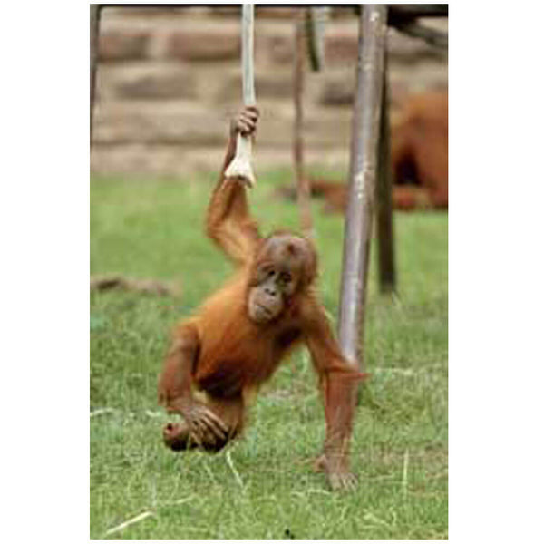 Just Hangin' Around Monkey Glossy Poster Printed