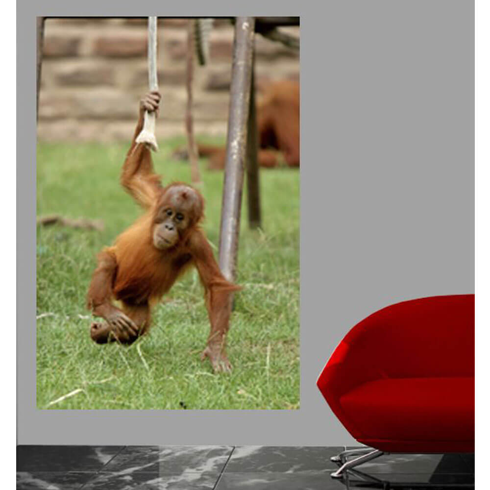 Just Hangin' Around Monkey Wall Decal Installed