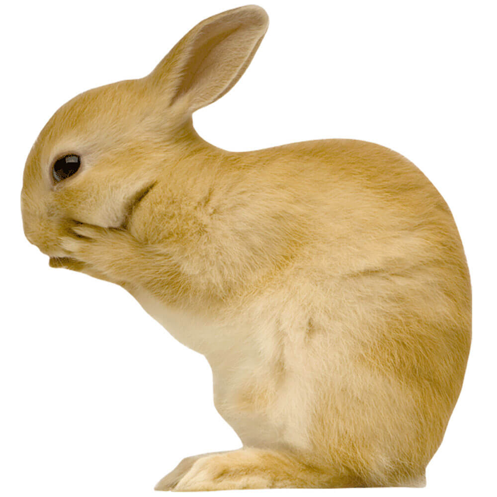 Whispering Bunny Wall Decal