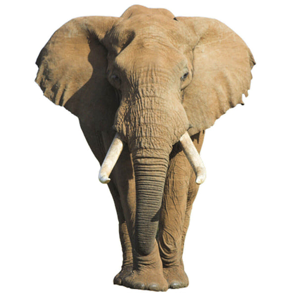 Wallhogs African Elephant Wall Decal