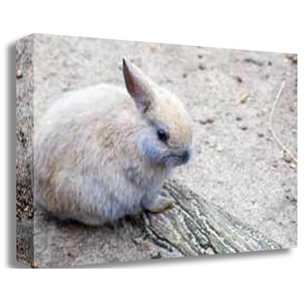 Wallhogs Baby Bunny Canvas Print