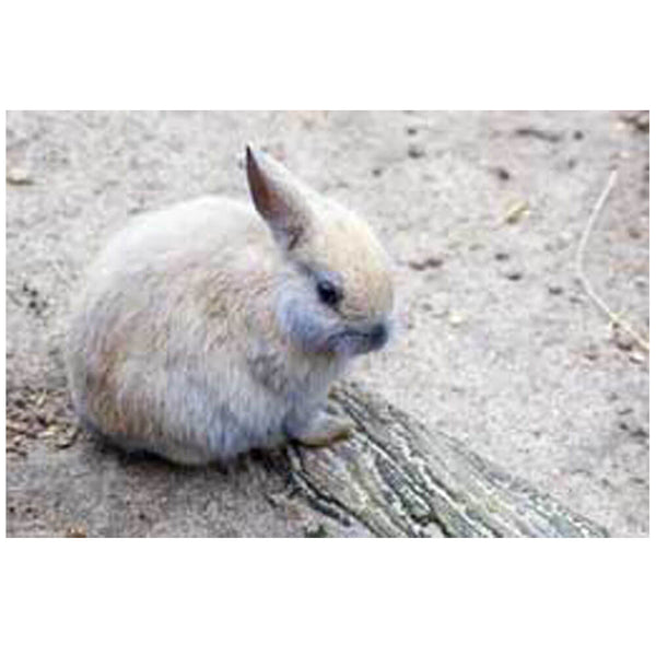 Wallhogs Baby Bunny Glossy Poster