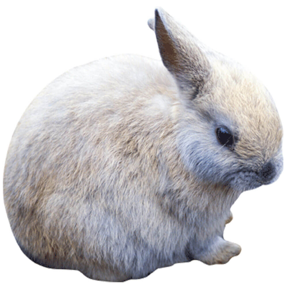 Wallhogs Baby Bunny Wall Decal