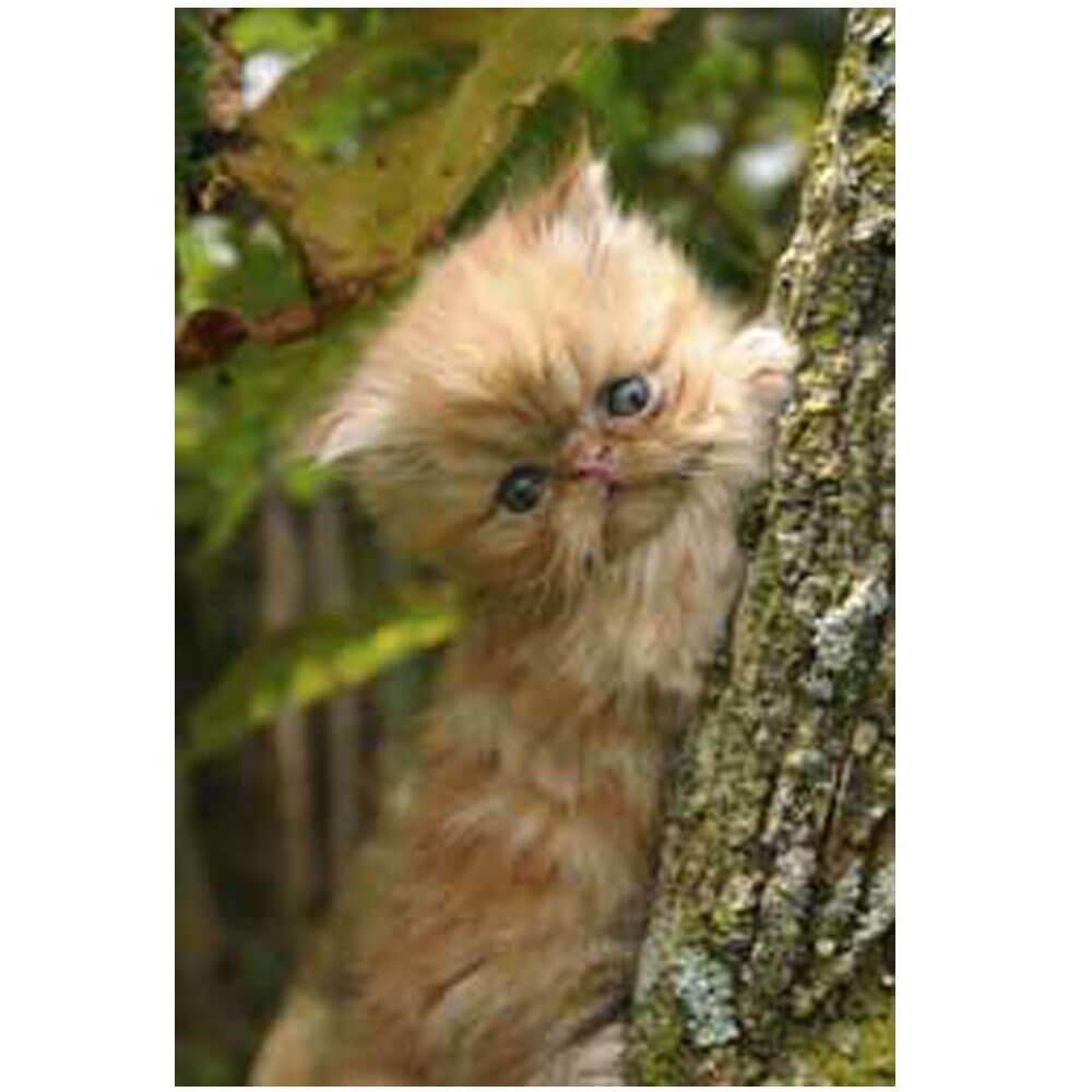 Wallhogs Baby Kitten in a Tree Wall Decal