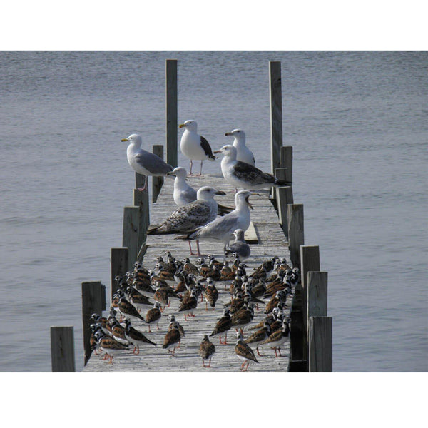 Animal Tourism Birds on Dock Glossy Poster