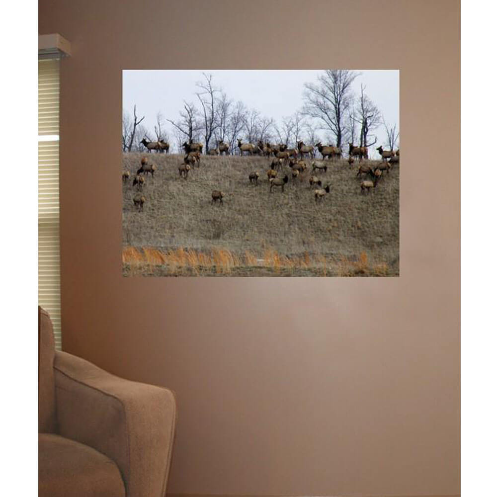 Animal Tourism Elk Herd Glossy Poster Installed