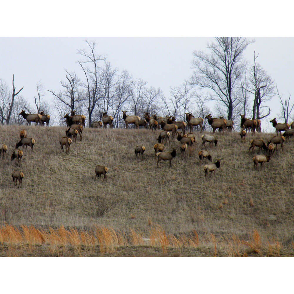 Animal Tourism Elk Herd Glossy Poster