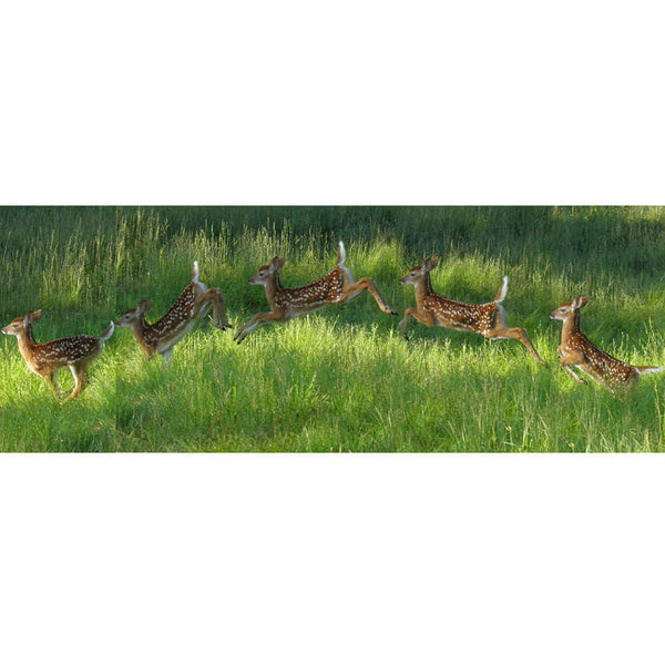 Animal Tourism Poconos Fawn Jumping Panoramic Wall Decal