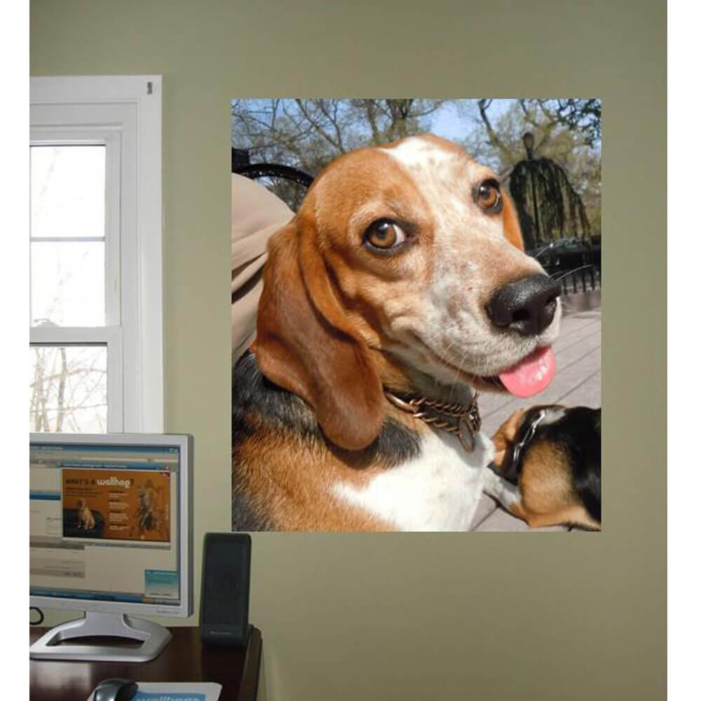 Animal Tourism Smiling Beagle Glossy Poster Installed