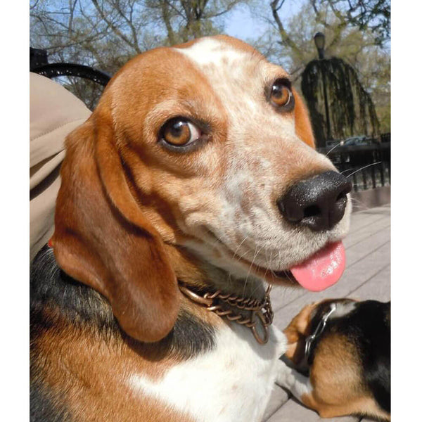 Animal Tourism Smiling Beagle Glossy Poster