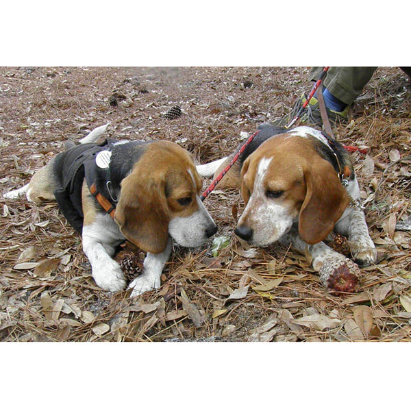 Animal Tourism Twins Wall Decal