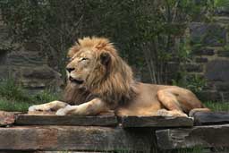 Lion Resting Wall Decal Poster