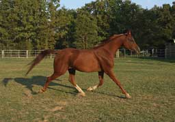 Trotting Horse Glossy Poster