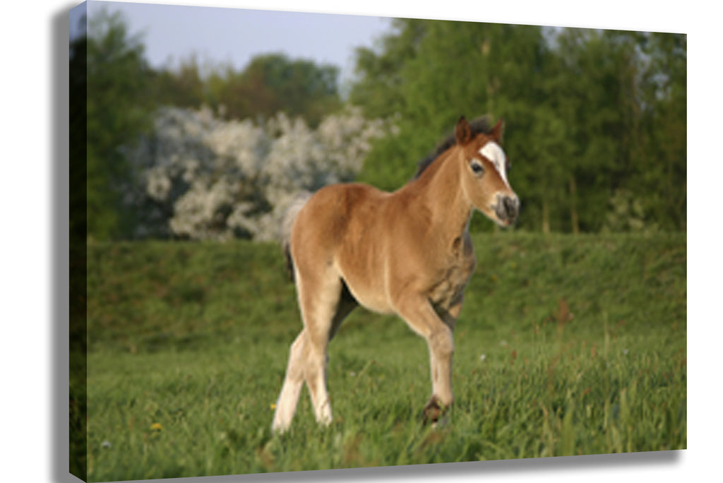 Pony Canvas Printed