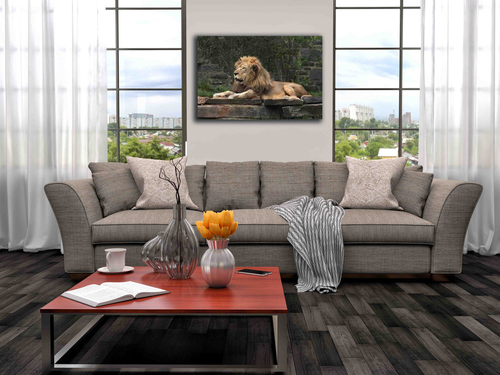 Lion Resting Canvas Installed
