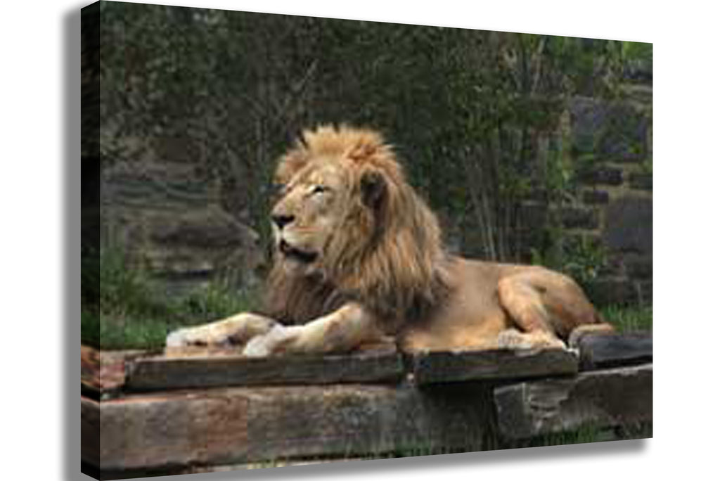 Lion Resting Canvas Printed