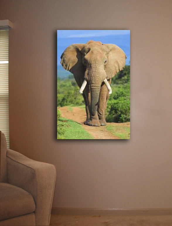 Elephant Charging Canvas Installed