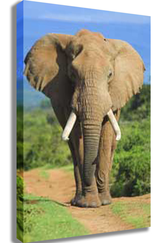 Elephant Charging Canvas Printed