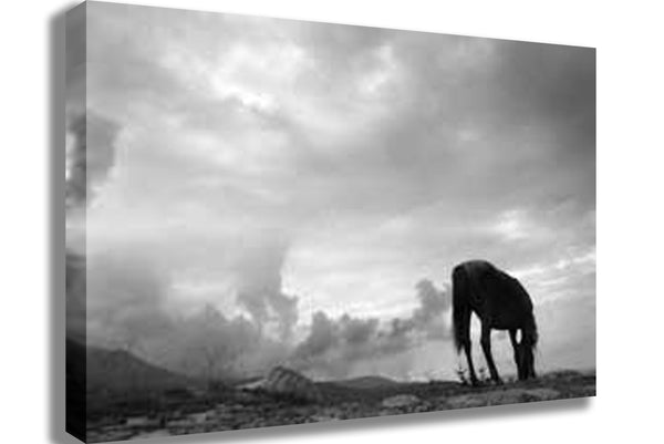 Grazing Horse Canvas Printed