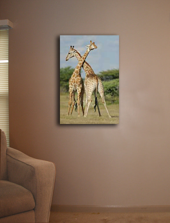 Crossing Giraffes Canvas Installed