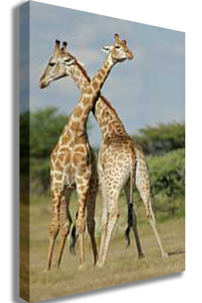 Crossing Giraffes Canvas Printed