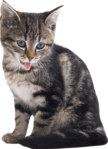 Cat III Wall Decal Cutout