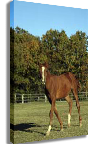 Horse Portrait Canvas Printed