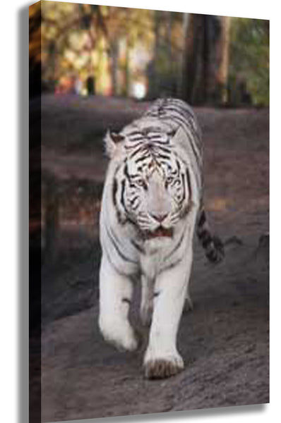 White Tiger Canvas Printed