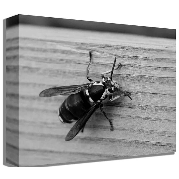 Baker Bee Canvas Print