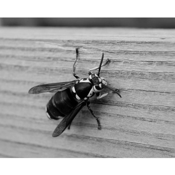 Baker Bee Gloss Poster