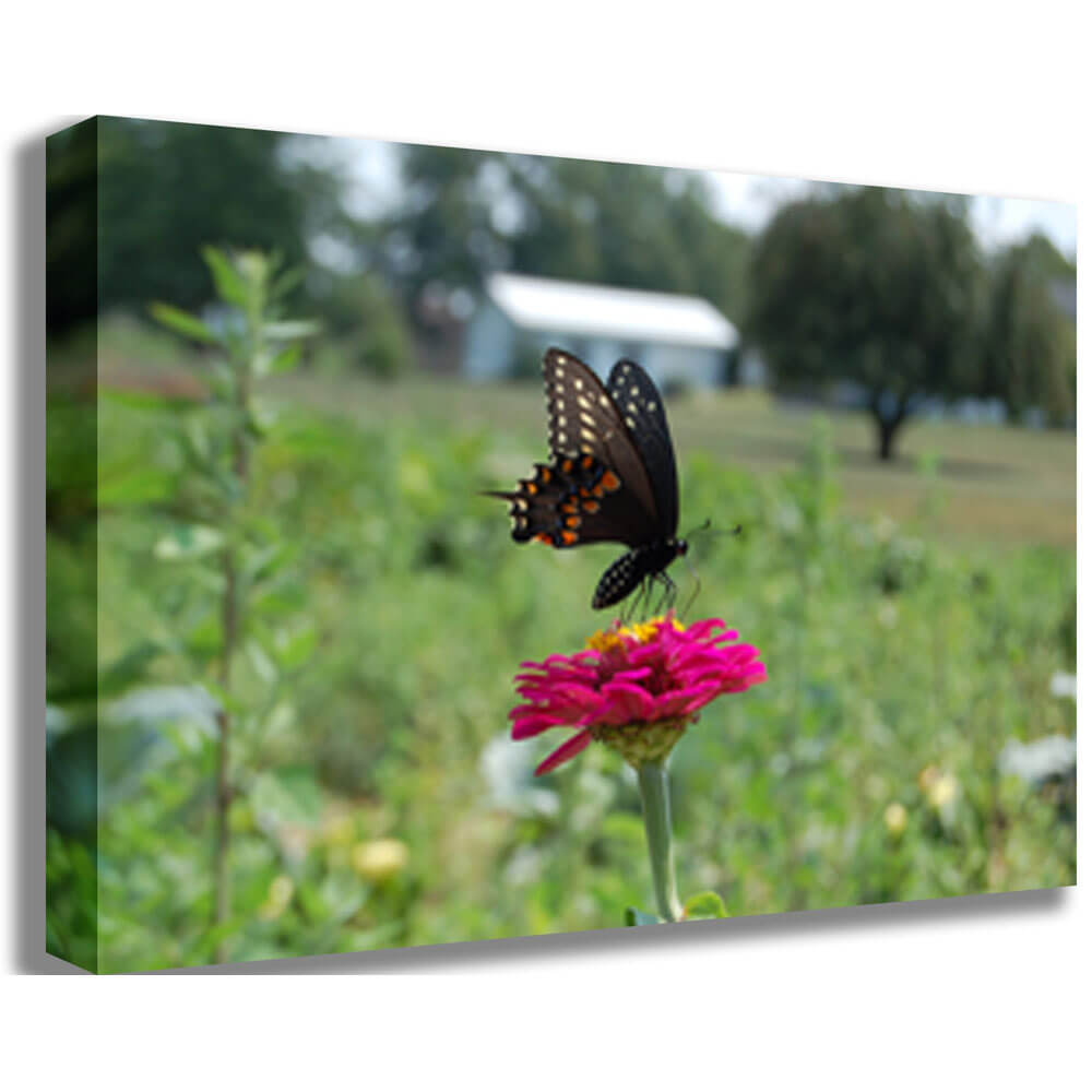 Baker Butterfly Gallery Wrapped Canvas Print