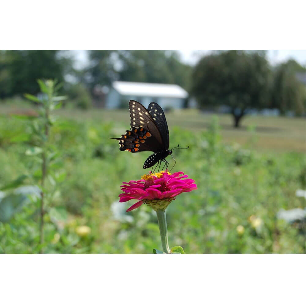 Baker Butterfly Wall Decal