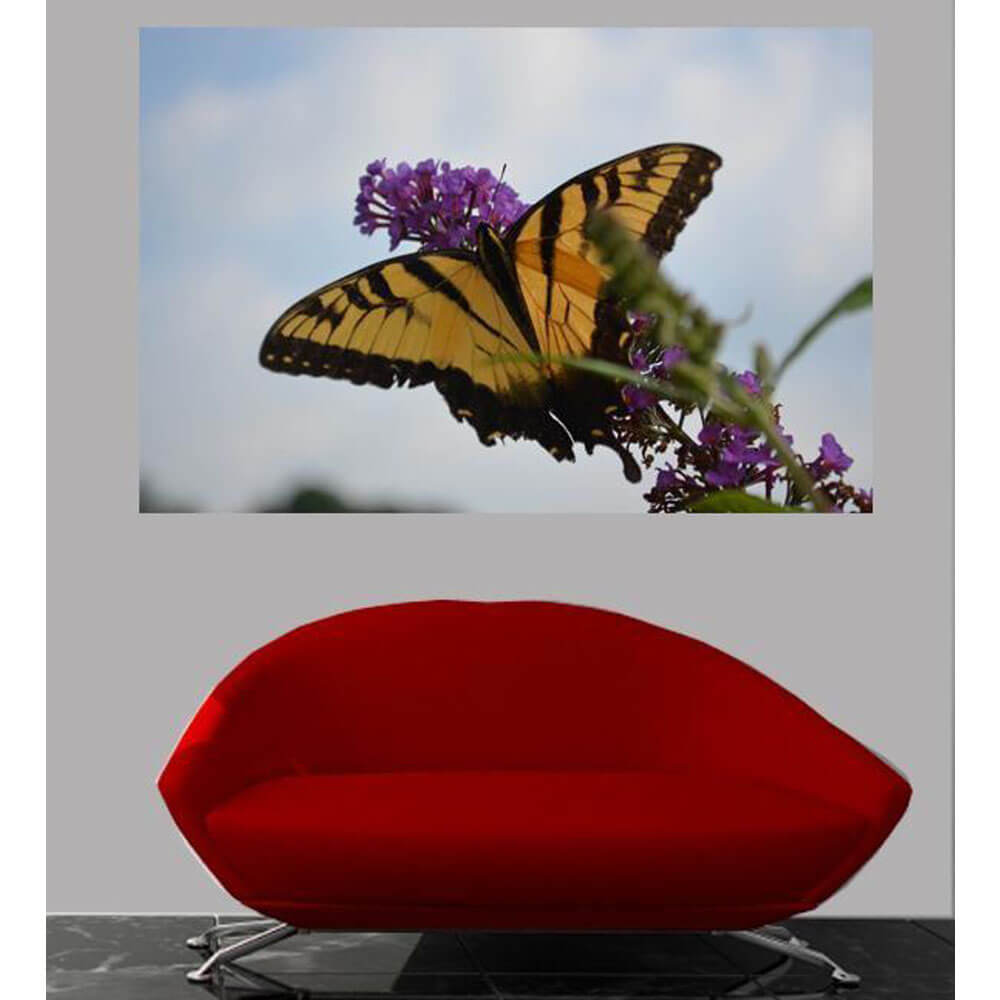Baker Butterfly Resting Glossy Poster Installed