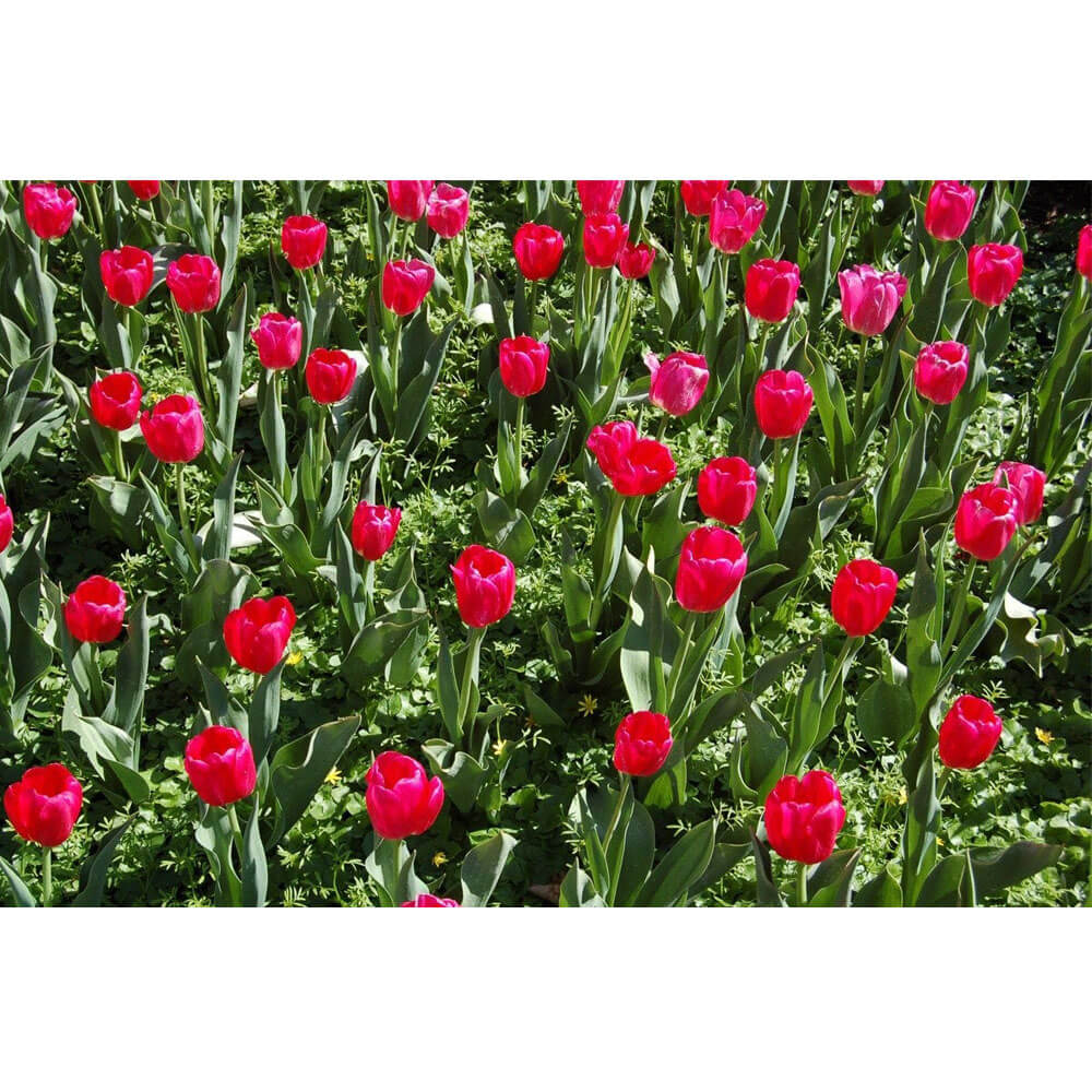 Baker Flowers Gloss Poster