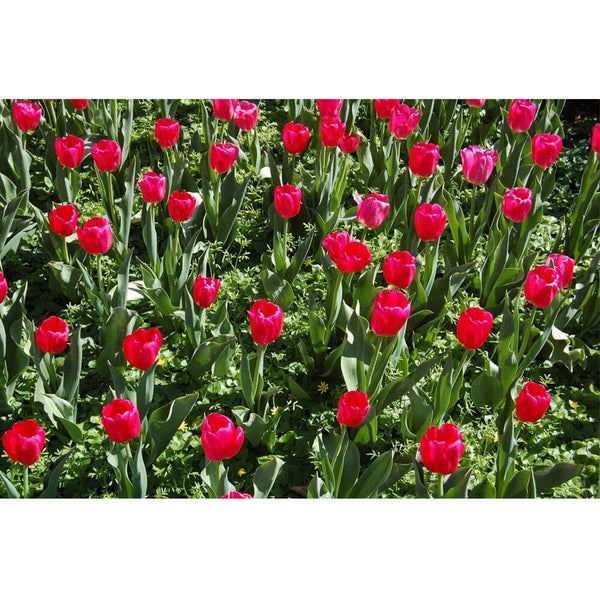 Baker Flowers Gloss Poster