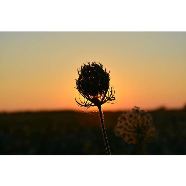 Baker Sunset Flower Wall Decal