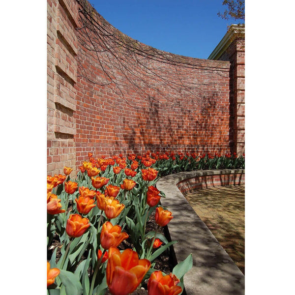 Baker Wall II Gloss Poster