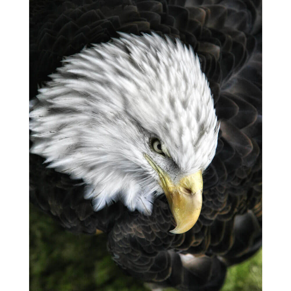 Batie Bald Eagle Gloss Poster