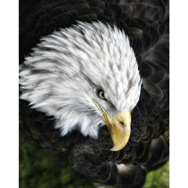 Batie Bald Eagle Wall Decal