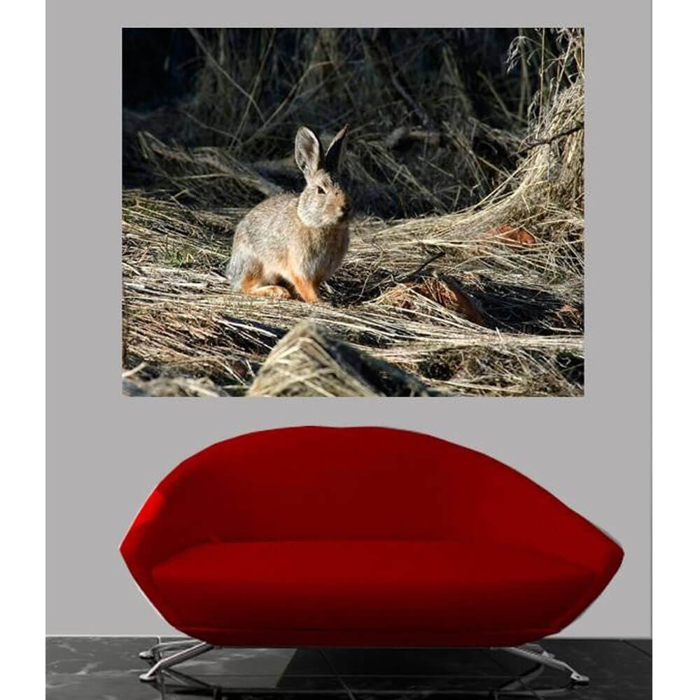 Batie Cottontail Glossy Poster Installed