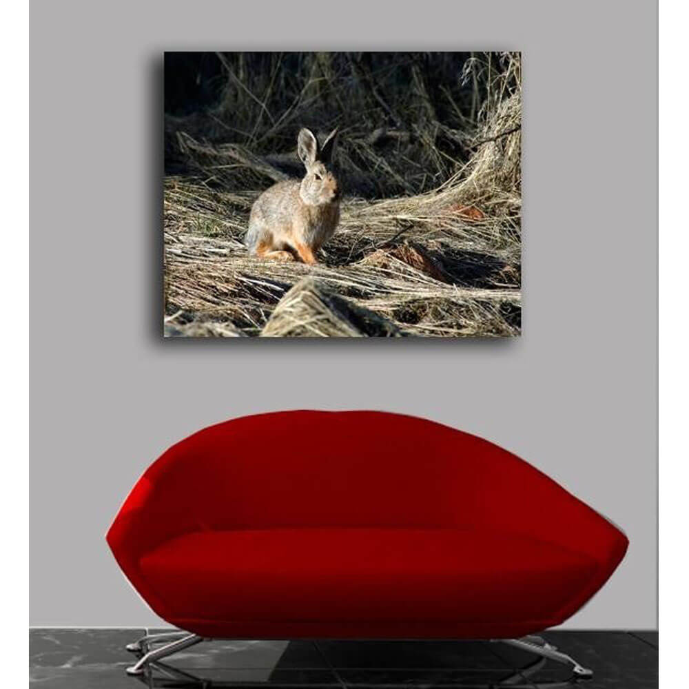 Batie Cottontail Canvas Print Installed