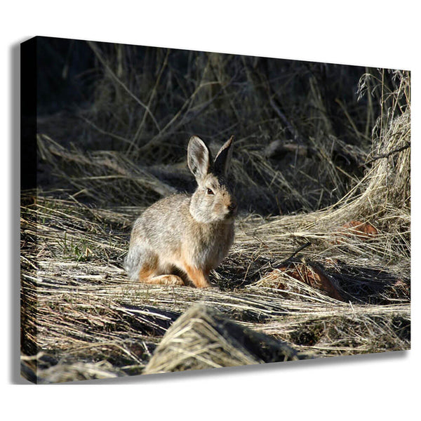 Batie Cottontail Canvas Print