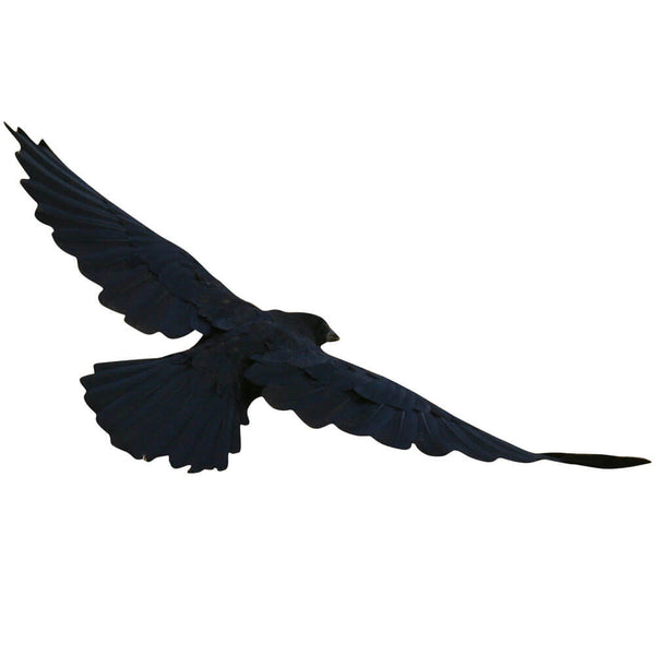 Batie Crow Wall Decal